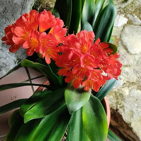 Country house Rectoral De Prado Pineiro (Pontevedra)