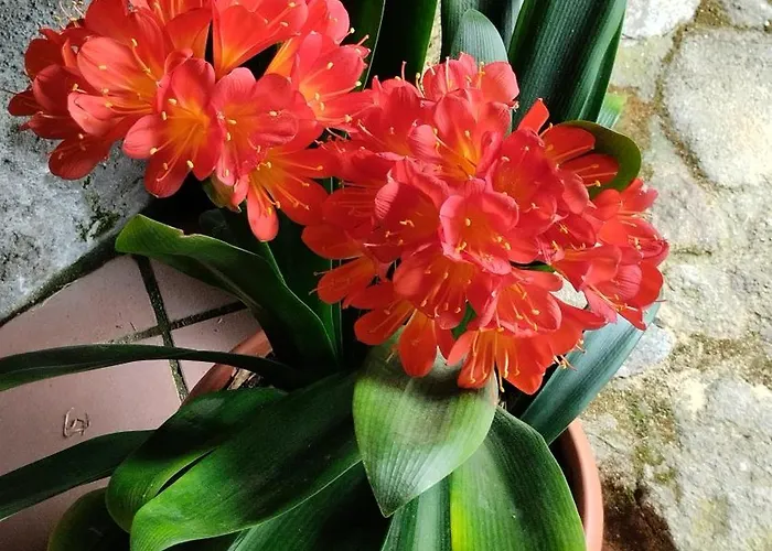 カントリーハウス Rectoral De Prado Piñeiro